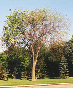 DED-diseased-American-elm